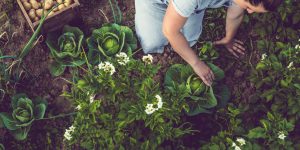 Gardening Tips: Harvesting Success for a Vibrant Garden